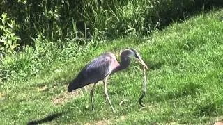 Great Blue Heron Eats Snake!...film at 11:00