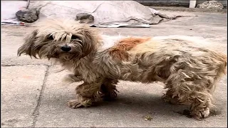 She wanders around the market with 6 puppies in her arms -looking for food and a place to give birth