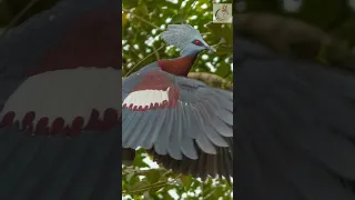 The Majestic Victoria Crowned Pigeon: 🕊 A Regal Wonder of the Wild #shorts #amazing #facts