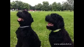 Funny walk of BRT couple * Веселая прогулка РЧТ пары