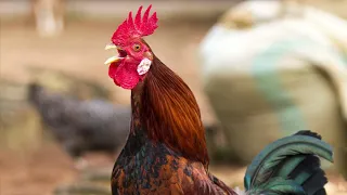 When The Cock Crows It’s Day - Irish traditional jig on button accordion