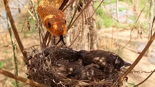 Story of Massive Snake Ending Bulbul Bird Family | Mom Saves babies in Thunderstorm | Bird watching