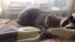 Котенок любит одеяло!!!