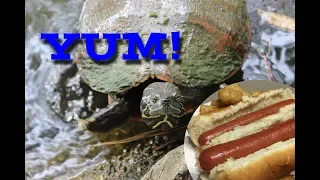 Wild Turtles Love Hot Dogs!