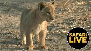 safariLIVE - Sunrise Safari - September 04, 2019