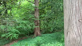 How to Tell the Difference Between a Bald Cypress and Dawn Redwood