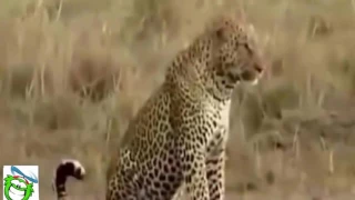 Leopard vs Tiger   Buffalo kills Lion   Crazy Animals(new)