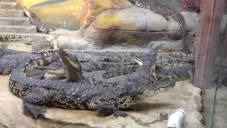 Аня кормит крокодилов