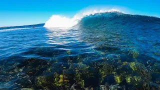 SURFING WITH DOLPHINS AT ROTTNEST ISLAND! (POV SURF)