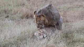 Masai Mara Lions Mating