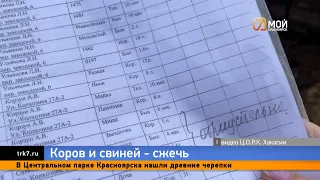 В Хакасии весь скот планируют изъять и сжечь из за распространения среди животных узелкового дермати