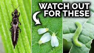 7 Pests You Probably Have In The Garden (And What To Do)