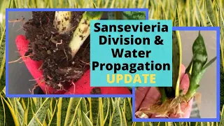 Sansevieria division & UPDATE on snake plant PROPAGATION in WATER with MOODY BLOOMS