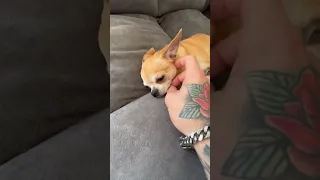 Niki Is A Unusual Chihuahua🤣