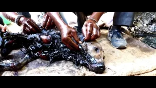 Собаку уже ждала смерть, но... | Dog turned rock-solid in tar drum rescued