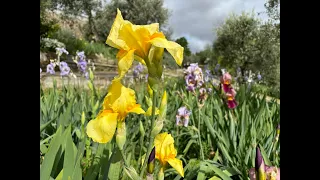 Il Giardino dell'Iris un tappeto di fiori multicolori affacciato su Firenze