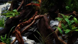 Aquascape nano tank