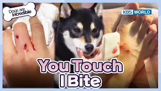 A Possessive Shiba Inu Leo😩 [Dogs Are Incredible : EP.209-1] | KBS WORLD TV 240305