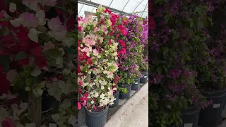 15 Seconds of Bougainvillea! #gardening #landscape #garden #landscaping #backyard #flowers