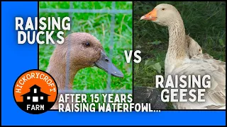 Raising Ducks vs Raising Geese | Some Thoughts After 15 years of raising waterfowl