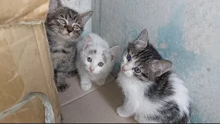 Angry Mom Cat Growling At Her Kittens But Loving Them Too