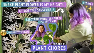 EXTRA TALL SNAKE PLANT FLOWER, repotting + staking Monstera Aurea, palm tree, updates | PLANT CHORES
