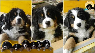 SHARING the HOUSE with 9 BERNESE MOUNTAIN DOG PUPPIES!