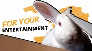 7 Ways to Entertain a Rabbit and Prevent Boredom