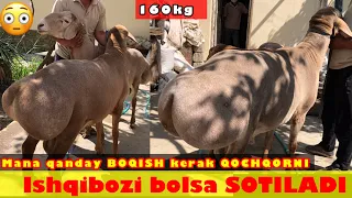 GIGANT QOCHQORLAR🐏 sotiladi💵 Bunaqasini KORMAGANSIZ