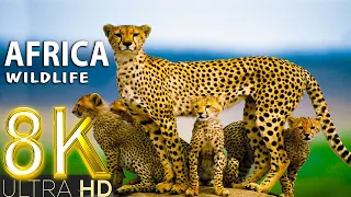 AFRICA Wildlife 2 in 8K TV HDR 60FPS ULTRA HD | Discover Wild Nature with RELAXATION MUSIC