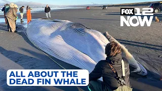 LIVE: Checking out the dead fin whale at the Oregon coast? Here's what to know