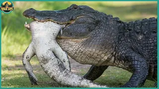 Fatal Moments When Crocodiles And Alligators Eat Their Own Kind