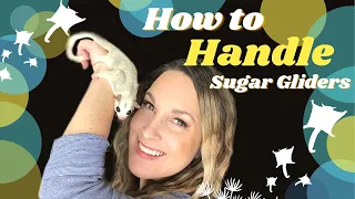 How to Handle Sugar Gliders | how to hold a sugar glider