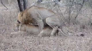 Lions Mating in the Kruger National Park - Garonga