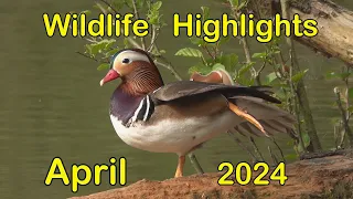 Wildlife Highlights April 2024