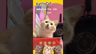 omg so cute cats best funny cat videos #2 | KattyCat