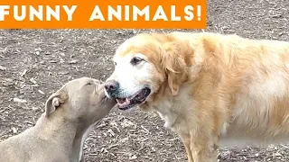 Funniest Pets & Animals of the Week Compilation December 2018 | Funny Pet Videos