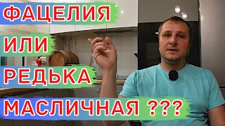 Культуры, РАЗУПЛОТНЯЮЩИЕ ПОЧВУ! Как Выбрать. Горчица, фацелия и редька масличная.