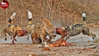 Alone Hyena Attacked by Wild Dogs