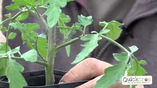 How To Grow Tomatoes - A Handy Guide For Best Results