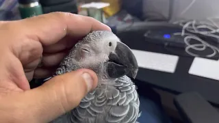 Parrots like face massages too. :).  (especially my African Grey, ‘Bodhi’)