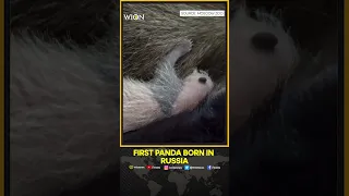 Moscow Zoo shows one-week-old panda cub