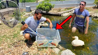 CATCHING ALL My COLORFUL FISH With HUGE NET! RELEASED IN *AVAIRY* POND!