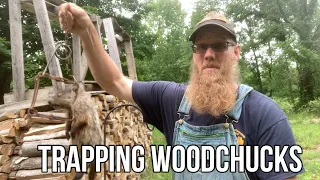 Trapping Woodchucks or Groundhogs with a Conibear Trap