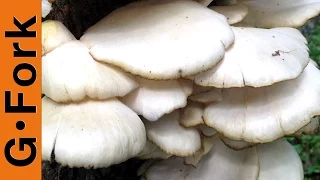 Mushroom Identification & Foraging Oysters - GardenFork Cooks
