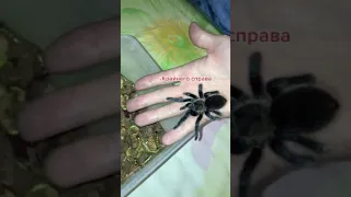 Самый привередливый паук