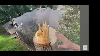 Craziest Tree Removal of My Tree  Cutting Days