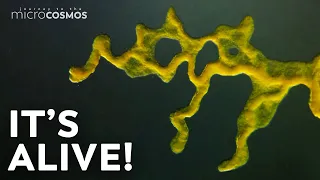 Slime Molds: When Micro Becomes Macro