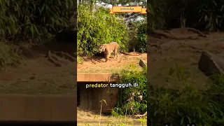 Harimau Sumatera Di Ambang Kepunahan