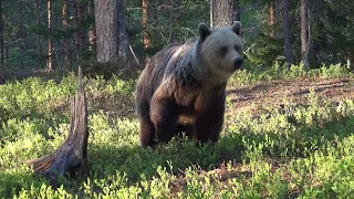 Brown Bears in Finland - Day 1